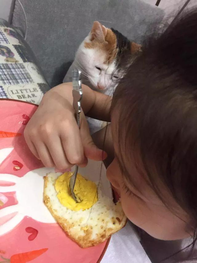心眼只有吃的小猫咪，差点从小主人嘴里抢下一块肉了