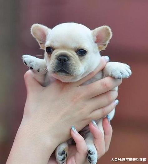 法國斗牛犬性格親人，價格卻不親民，歸根結底是這5個原因！