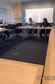 猫：好尴尬，撒个娇还把自己坑了