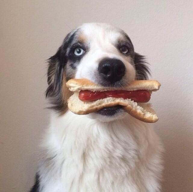 如果你受负面情况困扰，不妨养只狗狗，给你4个意想不到的好处