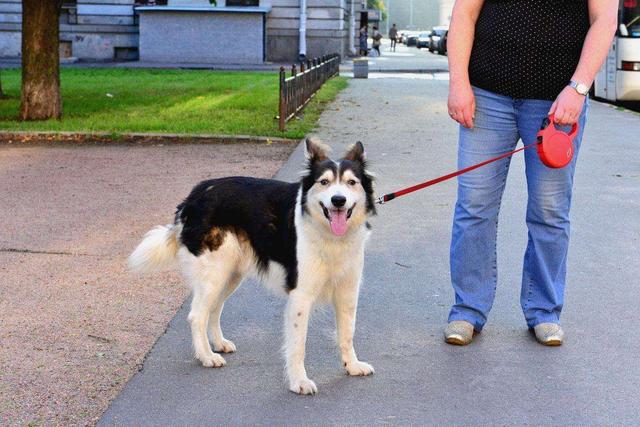 宠物医生心里话，一半是对狗狗的实用建议，一半是疯狂吐槽