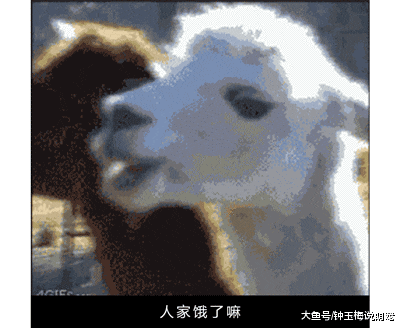 山羊这种生物，当真是牛bility！