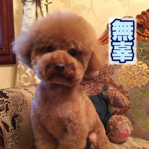 外出旅游你會帶上寵物嗎？其實帶寵物還是很多煩惱的，一定要三思