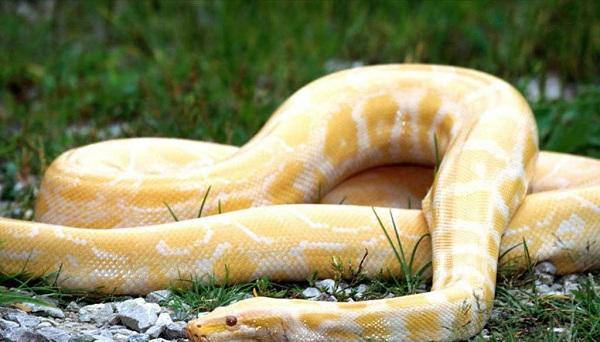 外国小伙伴都喜欢饲养什么宠物？我们来一起看看吧