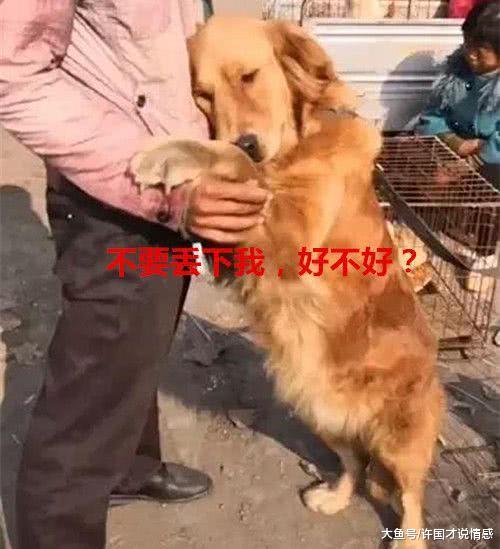 主人即将出国，便把饲养多年的金毛卖了，狗子：再爱我一次好吗？