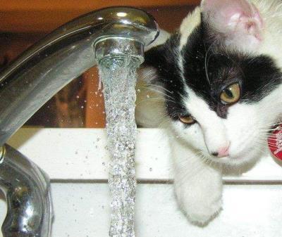 猫咪不肯喝盘子里的水, 非要去水龙头舔水喝, 小表情亮了