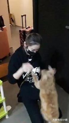 主人久别回家，家中狗狗旋转跳跃扑主人，场景温馨让人感动