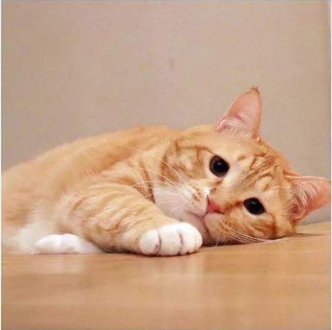 5只大橘撅屁屁盯小橘学走路，紧张表情太搞笑，小橘猫：操心老哥