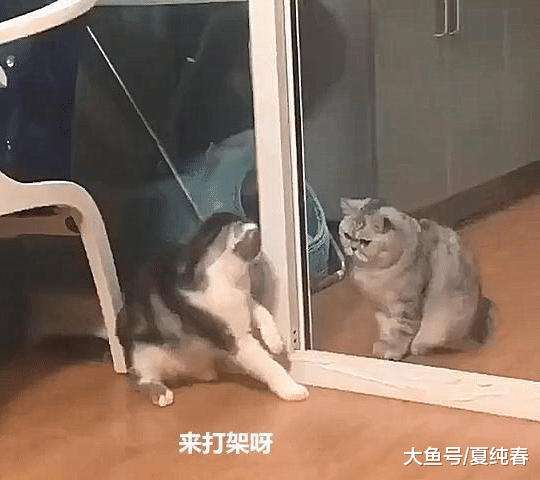 猫咪隔着玻璃门“挑衅”，伸爪一挠却抓到真猫：这下玩大了