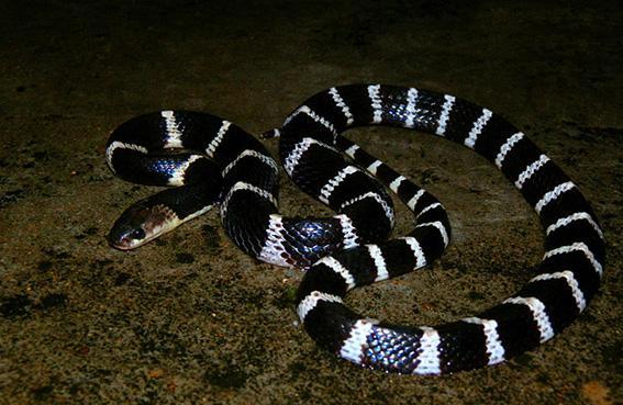这种蛇是澳洲以外的地表最强毒蛇，眼镜蛇对它来说也只是一顿饭