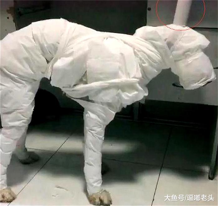 狗子拆了家，铲屎官们一气之下出绝招，看看他们的惩狗妙法