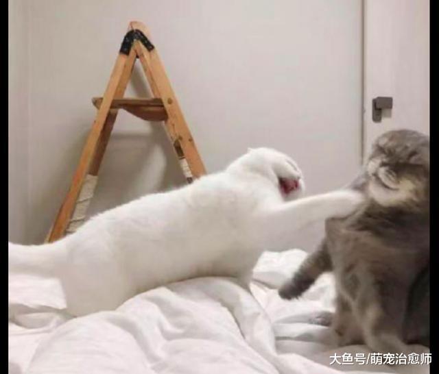 灰貓出去玩回來晚了，白貓對它又吼又打的：說，你到哪鬼混去了！