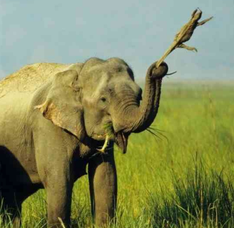 生活时时都有意外，连动物也避免不了，12张动物趣图真是太搞笑了