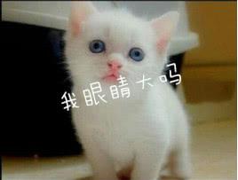 假如貓咪比你會享受生活后是什么結果