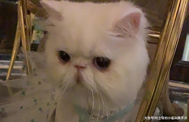 范冰冰也是一个猫奴啊，还特意把猫咪的照片印在帽子上，美呆了