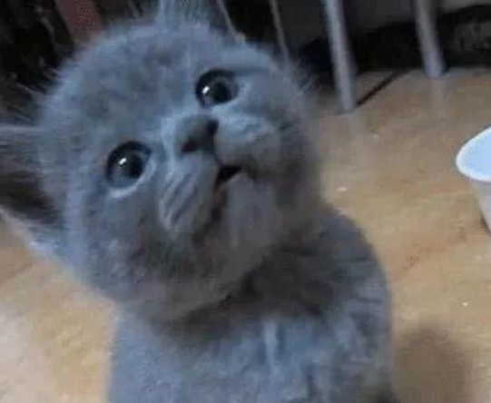 主人突发奇想，把蓝猫和仓鼠一起养，没过两天宠物主人就后悔了！