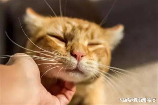 抓挠是猫咪的自然行为，不单纯是标记领地，更多的是一种减压机制