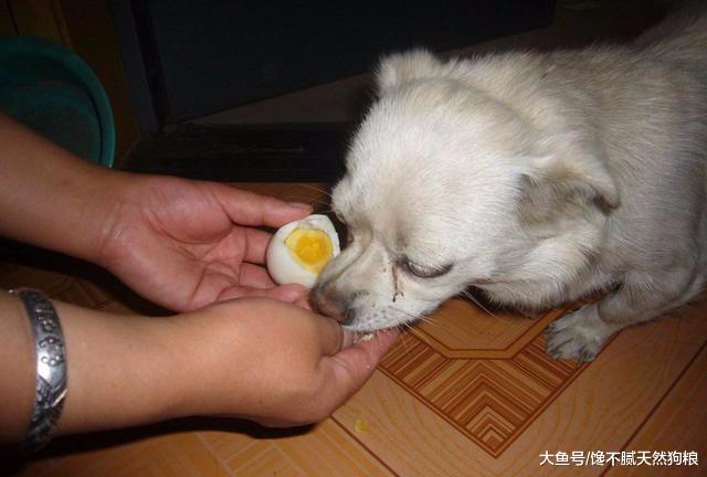 揭秘！狗狗蛋黄美毛的秘密：天天补充鸡蛋黄，就能帮狗狗美毛？
