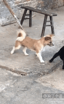 二哈把弟弟的暑假作业撕了，弟弟伤心欲绝