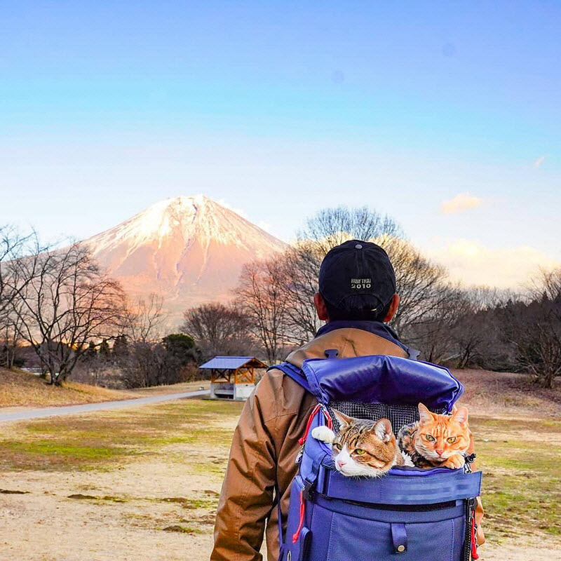真事！科技公司的CEO竟然聘任两只猫咪为员工并带它们到处旅行