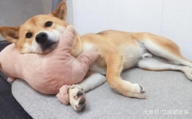 狗狗的睡姿代表着不同的状态，你真的了解自己的狗吗