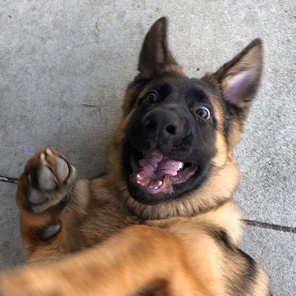 德牧警犬竟有两副面孔！它冷酷严肃的背后，有鲜为人知的一面……