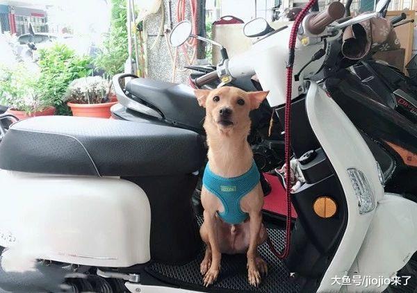 曾被流浪狗追咬造成心理陰影，怕狗奶奶極力反對收養！現在卻……