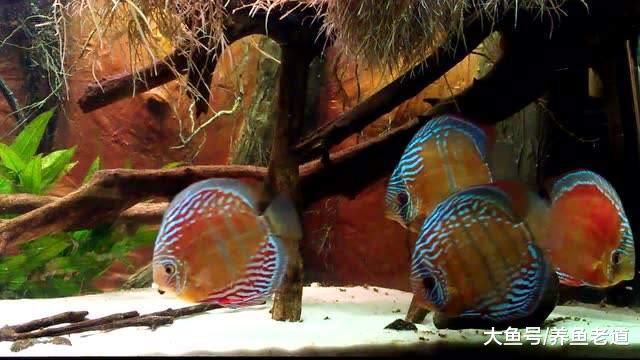 七彩神仙鱼可以在草缸里繁殖吗，比起裸缸繁殖是不是更加的容易？