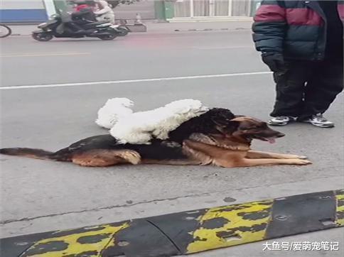 德牧看到两只泰迪走不动了, 小心翼翼地托它们回家, 这步伐好有爱