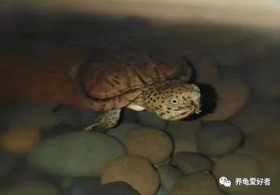 把养龟苗化难为简，参考一下这几点建议