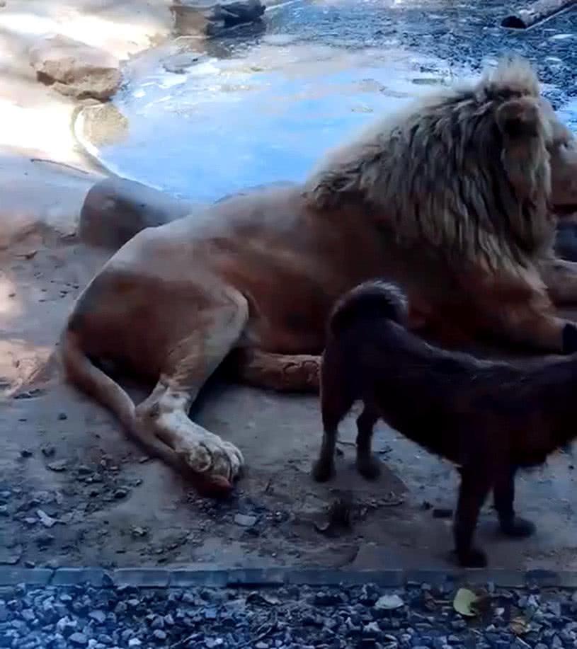 狗狗闖入獸王的領地，原以為狗命要不保，下一秒發生神轉折