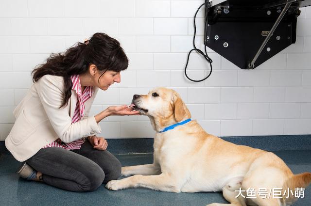 狗狗身上有皮屑是因为什么？大概可能有这些原因，主人看看是哪个
