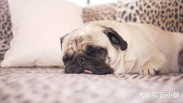 辟谣：聪明的狗狗才好养？狗狗智商排名不全可信，养狗还是看主人