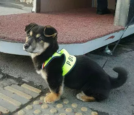 我要當警犬，小狗陪警員站了一夜，幾天后順利穿上小警服....