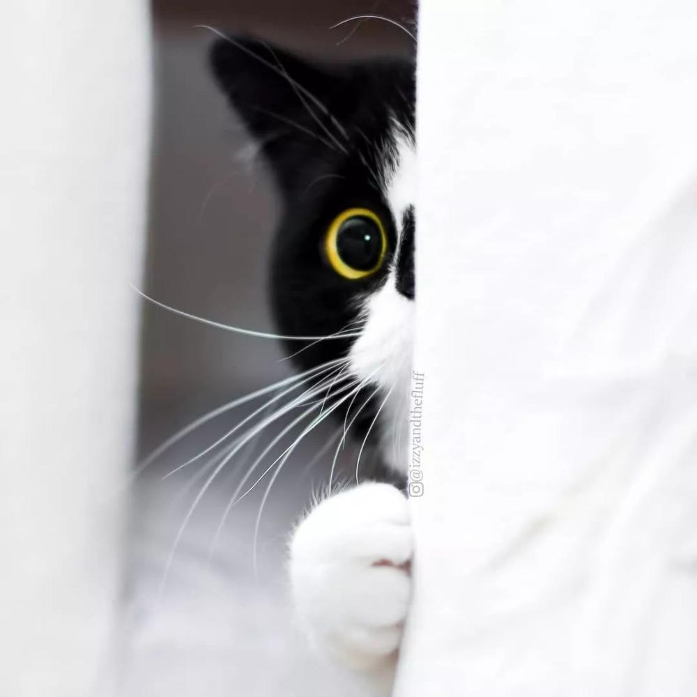 这只奶牛猫不仅会比心! 还有卡姿兰大眼睛