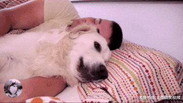 金毛从小就爱跟主人睡，结果现在4岁了，还当自己是小奶狗