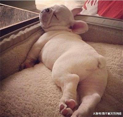 冬季饲养狗狗：要做到6个“不要”