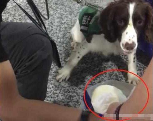 警犬聞到袋子狂吠，袋子的主人緊張得滿頭大汗，警察事后連聲道歉