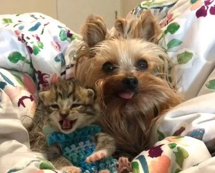 体温偏低的小奶猫穿上手作保暖衣后，画风可爱到爆！