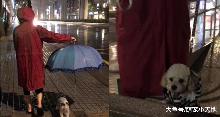 1天放风4次，下大雨穿雨衣帮狗撑伞散步，妈笑：奶奶宠的孙