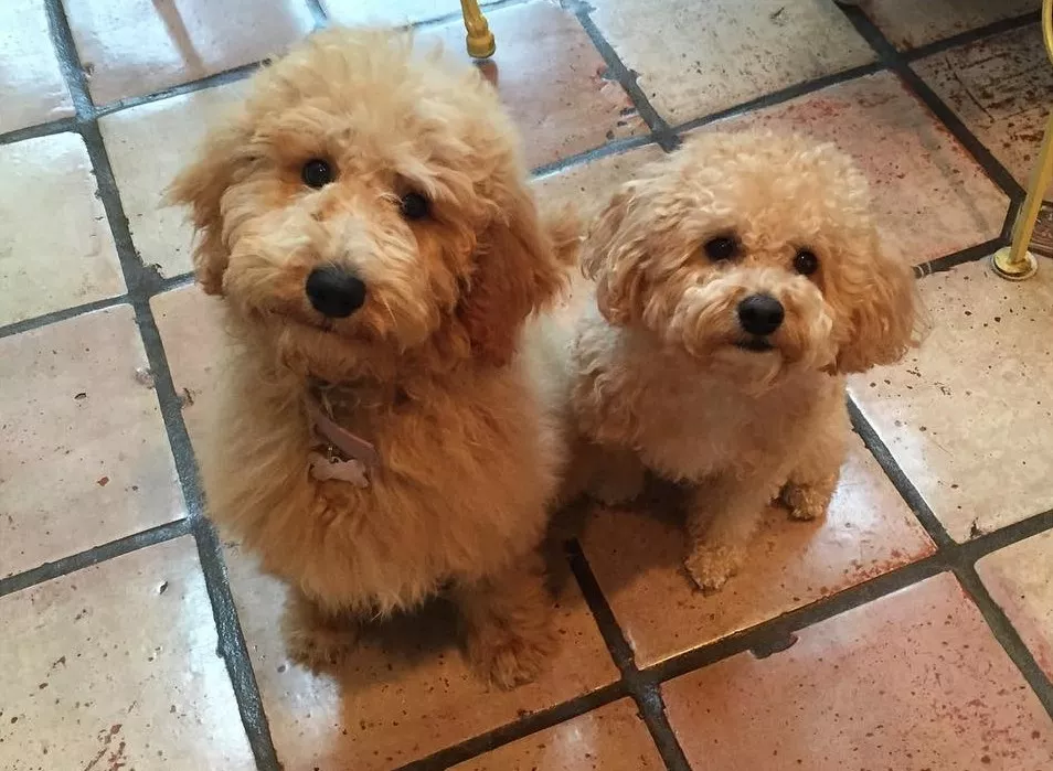 小哥买了一对双胞胎贵宾，但半年后他傻眼了，这差距也太大了！