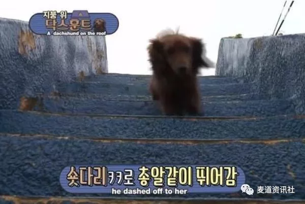 狗狗每天都在屋顶上等待主人回家，主人离开时狂追汽车