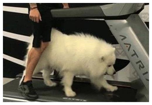 狗狗现已胖成球, 作为主人的很识相: 主动增肌锻炼, 争取能抱动它