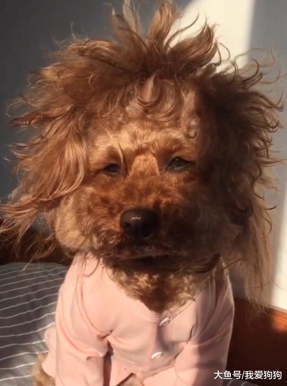 狗子失恋后就在放飞自己的路上越走越远，看着像男的实际是女的