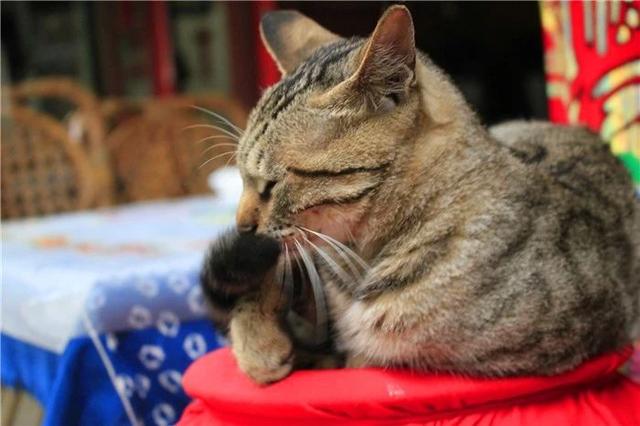 猫咪尾巴围住自己的行为内含三点警告意义，铲屎官却误以为在卖萌