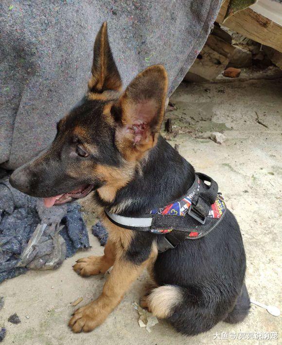 德牧在主人身边真自由，离开主人的下场就是这样……