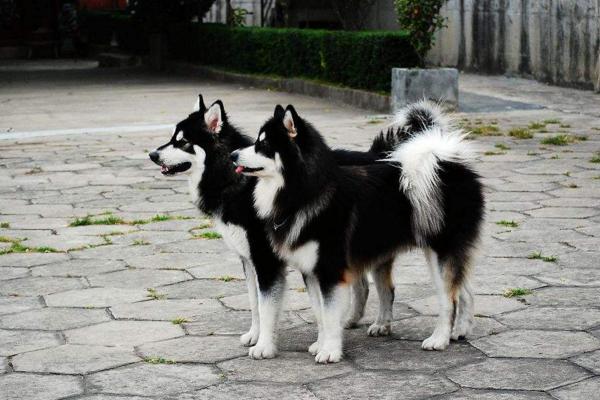 你真的懂得合理的喂食吗？爱宠除了吃狗粮之外，还需要吃这些食物