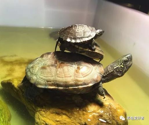 与龟为伴，饲养中的一些细节不能忽视