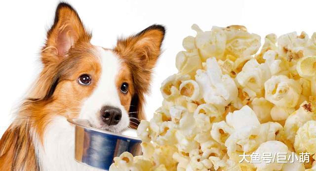 玉米和狗狗不得不说的故事，狗狗可以吃玉米吗？需要注意哪些问题