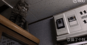 喵：我都表现的这么明显了，铲屎的你还不懂吗？